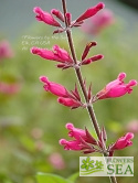 Salvia involucrata var puberula 'Hidalgo'