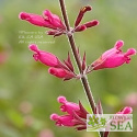 Salvia involucrata var puberula 'Hidalgo'