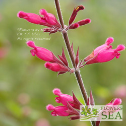 Salvia involucrata var puberula 'Hidalgo'