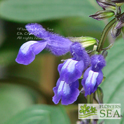 Salvia caudata 'El Cielo Blue'