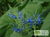 Salvia macrophylla 'Tall Form'