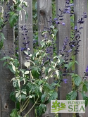Salvia mexicana 'Kelsi'