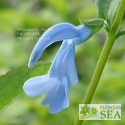 Salvia patens 'Cambridge Blue'