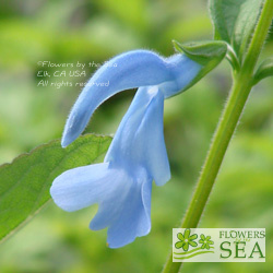 Salvia patens 'Cambridge Blue'