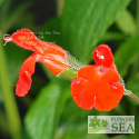 Salvia blepharophylla `Old Form'