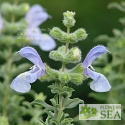 Salvia africana-caerulea