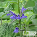 Salvia urica