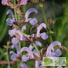 Salvia cyanescens