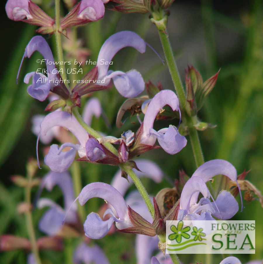 Salvia cyanescens