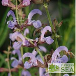 Salvia microphylla 'Variegata'