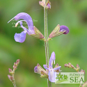 Salvia microphylla 'Variegata'