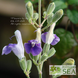 Salvia candelabrum