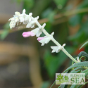 Salvia leucantha 'Danielle's Dream'