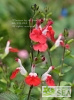 Salvia microphylla 'Hot Lips'