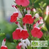 Salvia microphylla 'Hot Lips'