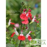 Salvia x 'Elk Cranberry Red'