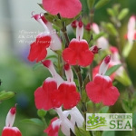 Salvia microphylla 'Killer Cranberry'