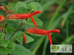 Salvia regla 'Royal'