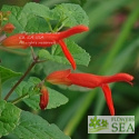 Salvia regla 'Royal'