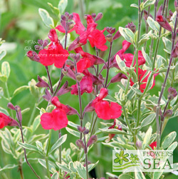 Salvia microphylla 'Variegata'