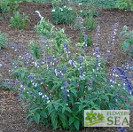 Salvia x 'Phyllis' Fancy'