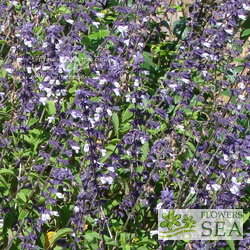 Salvia x 'Phyllis' Fancy'