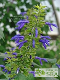 Salvia mexicana x hispanica 'Byron Flint'