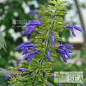 Salvia mexicana x hispanica 'Byron Flint'