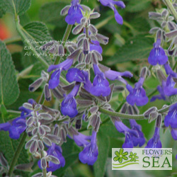 Salvia pennellii