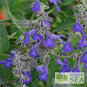 Salvia pennellii