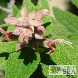 Salvia lasiantha