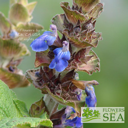 Salvia clinopodioides 'Michoacan Blue'