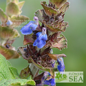 Salvia clinopodioides 'Michoacan Blue'