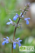 Salvia glechomifolia