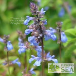 Salvia guaranitica 'Black & Blue'