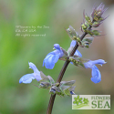 Salvia x jamensis 'Caviar'