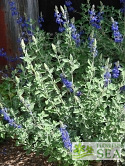 Salvia chamaedryoides x 'Marine Blue'