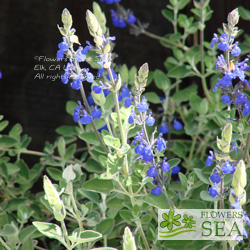 Salvia chamaedryoides x 'Marine Blue'