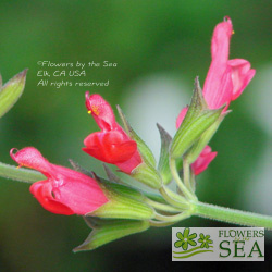 Salvia greggii x karwinskii 'Brent's'