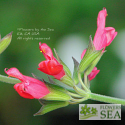 Salvia greggii x karwinskii 'Brent's'