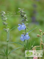 Salvia azurea