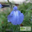 Salvia azurea