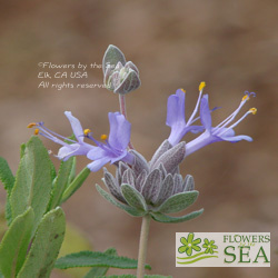 Salvia brandegeei