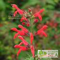 Salvia fulgens