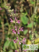 Salvia hierosolymitana