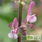 Salvia hierosolymitana