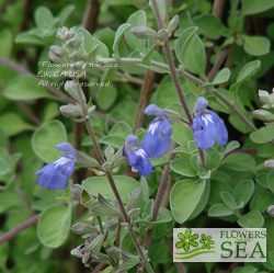 Salvia chionophylla