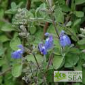 Salvia chionophylla