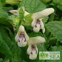 Salvia glabrescens 'Elk Yellow & Purple'