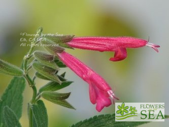 Salvia x westerae